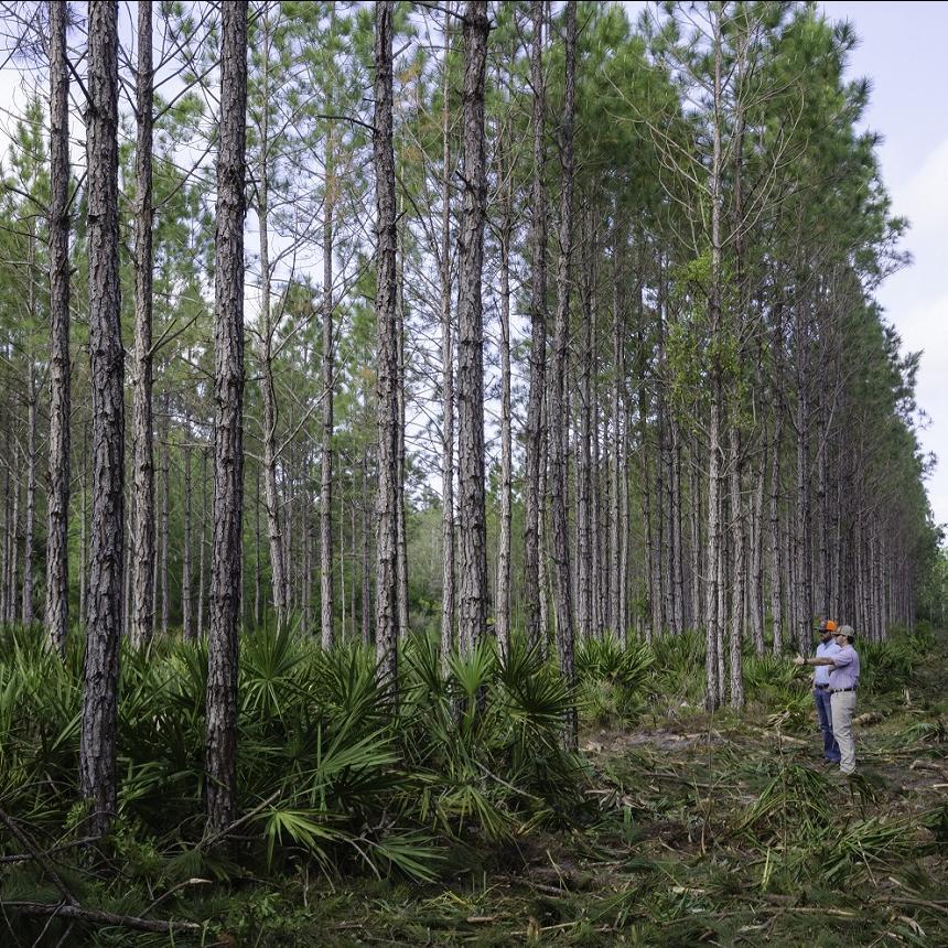 Lyme Cross City Forest Project BlueHub Capital